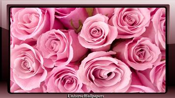 Pink Rose Wallpaper 截图 3