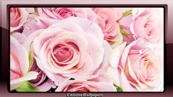 Pink Rose Wallpaper 截图 2