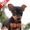 Pinscher Wallpaper