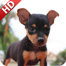 Pinscher Wallpaper APK