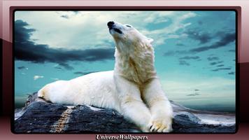 Polar Bear Wallpaper پوسٹر