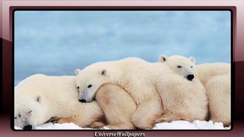 Polar Bear Wallpaper Ekran Görüntüsü 1