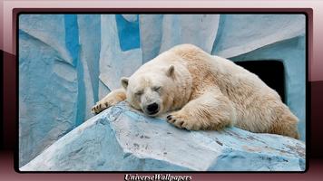 Polar Bear Wallpaper ภาพหน้าจอ 2
