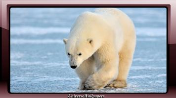 Polar Bear Wallpaper Ekran Görüntüsü 3