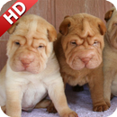 APK Shar Pei Wallpaper