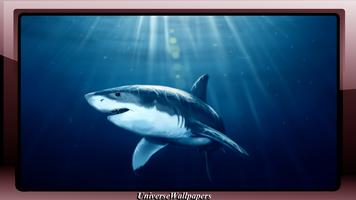 Shark Wallpaper 截图 1