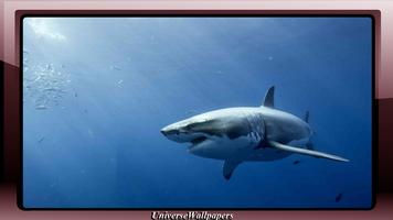 Shark Wallpaper capture d'écran 2