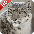 Snow Leopard Wallpaper APK
