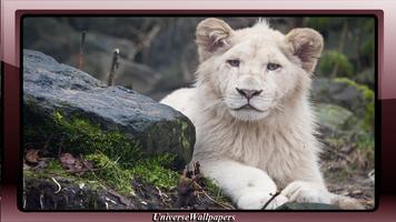 White Lion Wallpaper Affiche