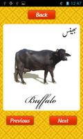 Learn Urdu Animals For Kids Poster