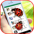 Ladybug on Screen - Funny App with Cute Gifs