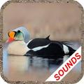 Duck Sounds