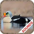Duck Sounds icône