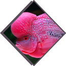Varianten Louhan APK
