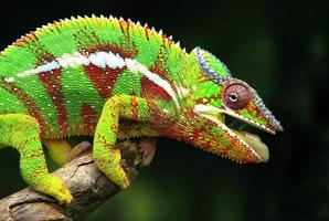 Various Reptiles screenshot 2