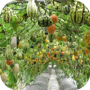 Vegetable Gardern Ideas-APK