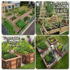 Vegetable garden ideas icône