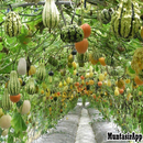 Ide Kebun Sayur APK