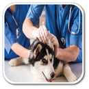 How to Become a Veterinarian APK