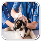 Icona How to Become a Veterinarian