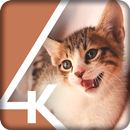 Cat Kitty Adorable Pets Cute Pussy Lock Screen APK