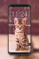 Cat Kitty Adorable Pets Cute Pussy Lock Screen poster