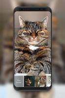 برنامه‌نما Cat Pussy Cute Adorable Screen Phone Lock عکس از صفحه