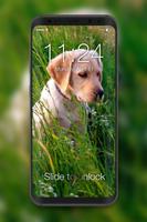 4K Labrador Cute Puppy Amoled Screen Lock โปสเตอร์