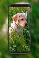 4K Labrador Cute Puppy Amoled Screen Lock Cartaz