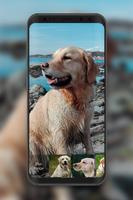 4K Labrador Cute Puppy Amoled Screen Lock screenshot 2