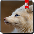Arctic Fox Wallpaper