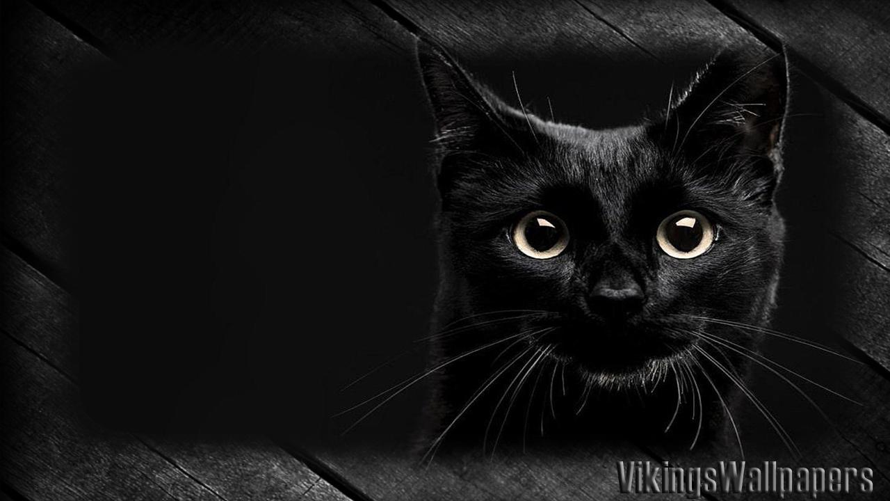 Tải xuống APK Black Cat Wallpaper cho Android Tải xuống APK Black Cat Wallpaper cho Android