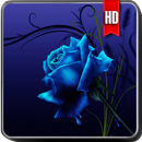 Blue Rose Wallpaper APK