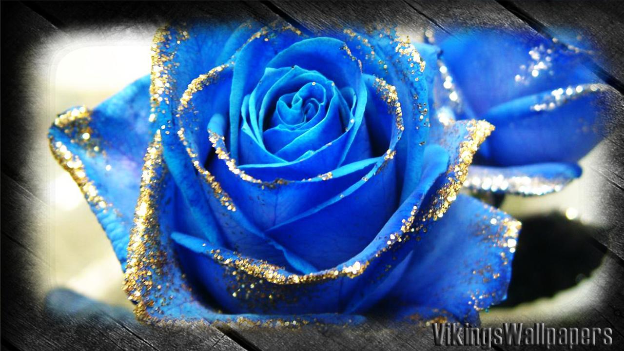 Android 用の Blue Rose Wallpaper Apk をダウンロード Android 用の Blue Rose Wallpaper Apk をダウンロード