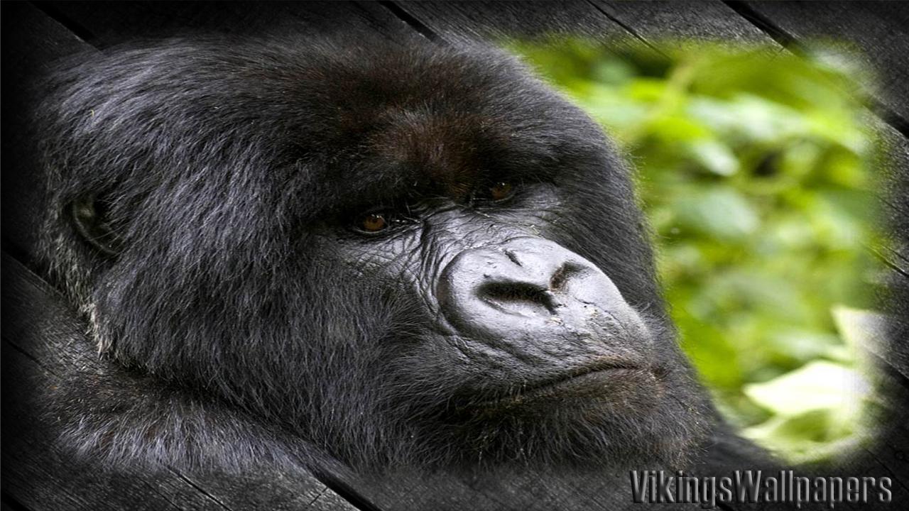 Android 用の Gorilla Wallpaper Apk をダウンロード