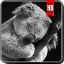 Koala Wallpaper APK