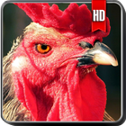 Rooster Wallpaper simgesi