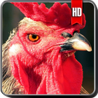 Rooster Wallpaper icon
