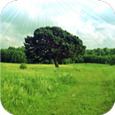 Beauty of summer forest. HDLWP APK