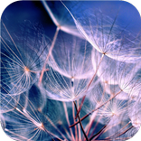 Fluffy little head. Wallpapers