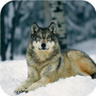 Wolf. Animal Live Wallpapers icône
