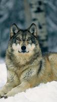 Wolf. Animal Live Wallpapers plakat