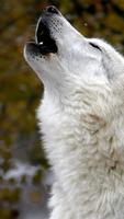Wolf. Animal Live Wallpapers capture d'écran 1