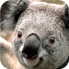 Koala bear. Animal wallpapers icône