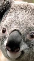 Koala bear. Animal wallpapers Affiche