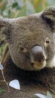 Koala bear. Animal wallpapers capture d'écran 1