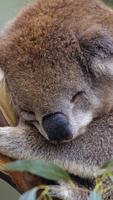 Koala bear. Animal wallpapers capture d'écran 2