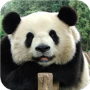 Panda. Animal HD wallpapers APK