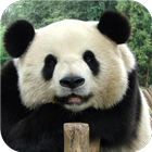 Panda. Animal HD wallpapers icône