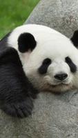 Panda. Animal HD wallpapers capture d'écran 3